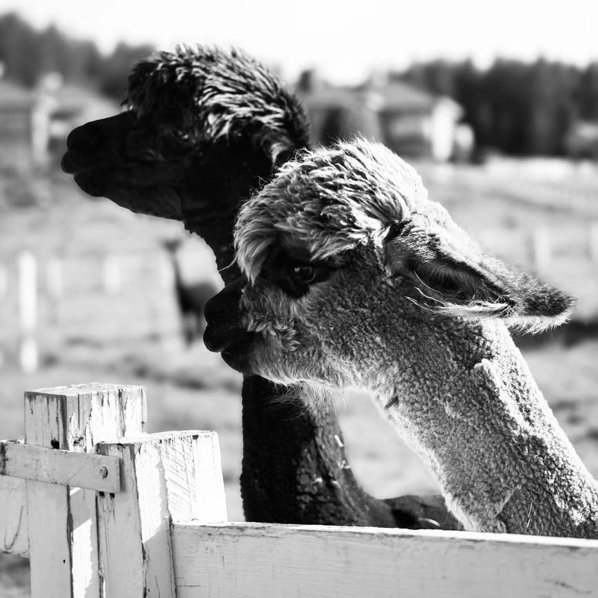 40 years celebration image