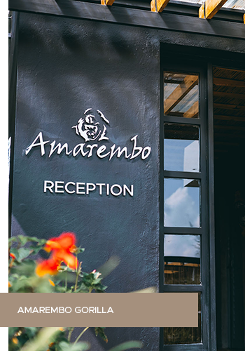 Amarembo Gorilla